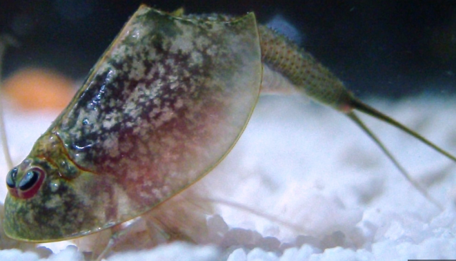 How to care for Triops? The Ultimate Guide - My Triops